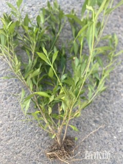 高度35厘米小叶栀子