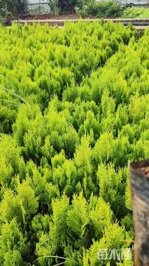 高度30厘米洒金柏