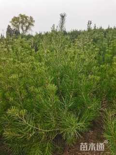 高度150厘米白皮松