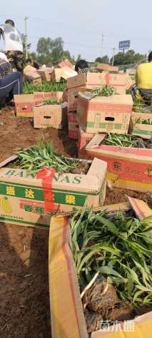 高度20厘米假龙头