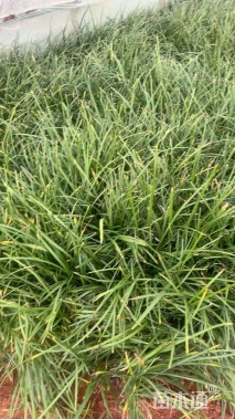 高度20厘米兰花