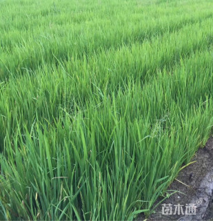 黄菖蒲
