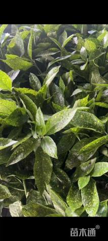 高度20厘米洒金珊瑚