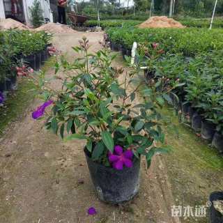 高度15厘米牡丹