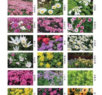 高度15厘米朱顶红