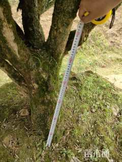 高度220厘米雀舌黄杨