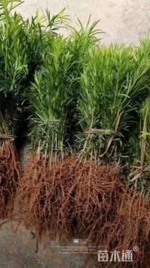 高度50厘米平枝栒子