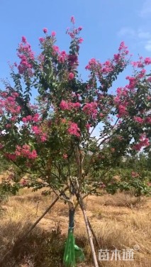10公分四川红紫薇