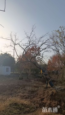 18公分造型乌桕