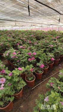 高度45厘米牡丹