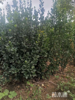 高度150厘米北海道黄杨