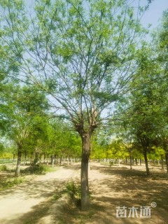 46公分国槐
