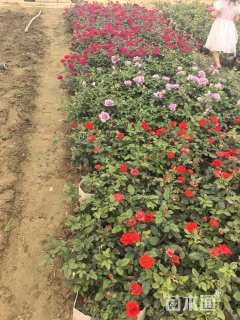 高度30厘米月季