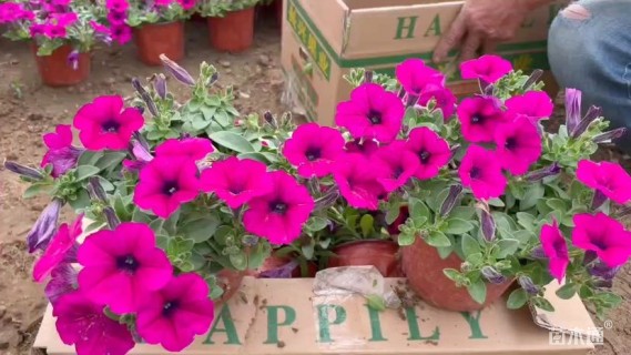 高度15厘米牵牛