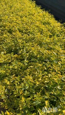 高度20厘米金叶假连翘