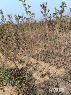 高度700厘米丁香