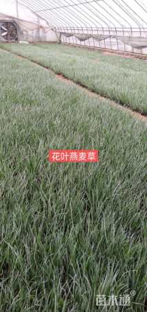 高度20厘米花叶燕麦草