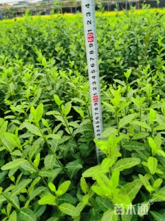 50厘米小叶扶芳藤