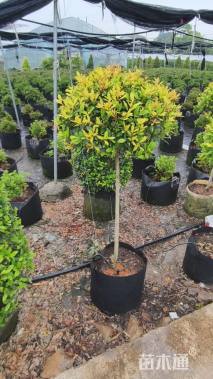 高度130厘米黄金枸骨