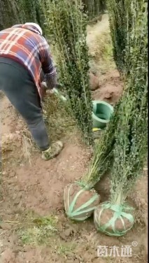 高度150厘米直立冬青