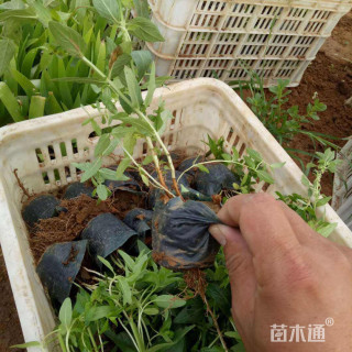 高度30厘米千屈菜