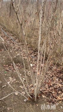 高度180厘米丛生紫荆