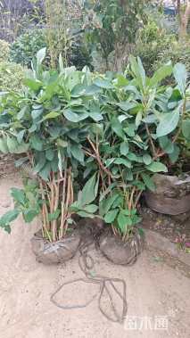 高度120厘米结香