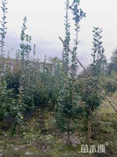 高度160厘米北海道黄杨