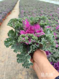 高度20厘米羽衣甘蓝