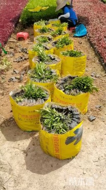 高度25厘米驳骨丹