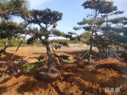 造型油松