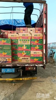 高度18厘米月季小苗