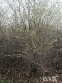 高度500厘米小叶女贞