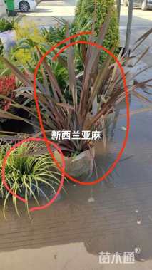 高度70厘米新西兰亚麻