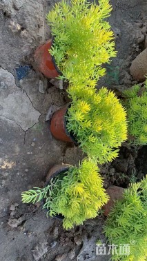 高度8厘米金叶佛甲草