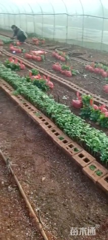 高度10厘米红帽子月季小苗