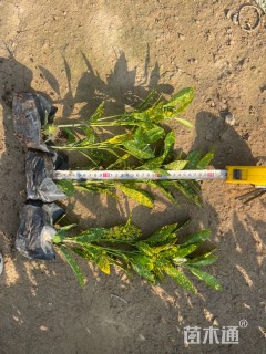 高度20厘米洒金珊瑚