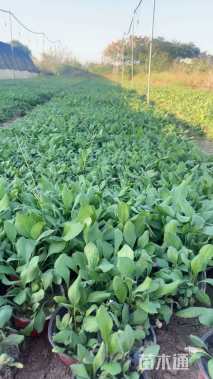 高度10厘米黑心菊