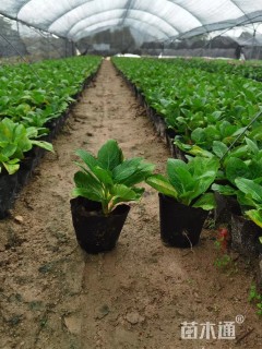 高度10厘米八仙花