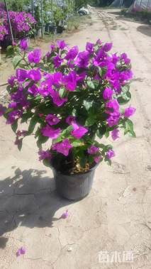 高度100厘米三角梅