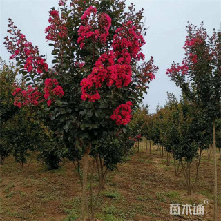 8公分红火箭紫薇