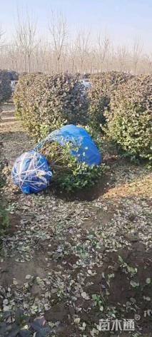 冠幅60厘米胶东卫矛球