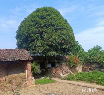 30公分桂花