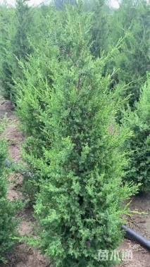 高度80厘米塔桧