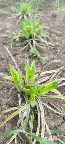 高度40厘米金边麦冬