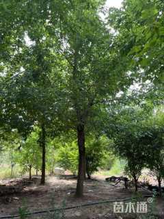 14公分复叶槭