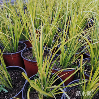 高度35厘米金叶菖蒲