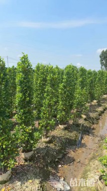 高度170厘米火山榕