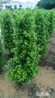 高度150厘米火山榕