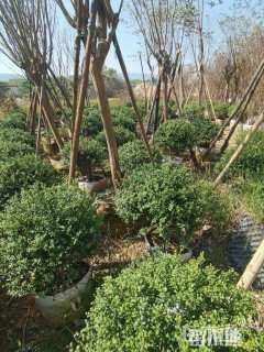 冠幅100厘米龟甲冬青球